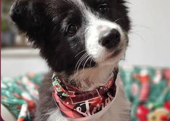 Border Collie Suczka 5 miesięcy. Wyjątkowa socjalizacja. Dogoterapia