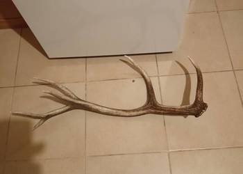 Poroże Jelenia , zrzut