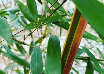 Bambus Phyllostachys Aureosulcata f. Spectabilis 10l
