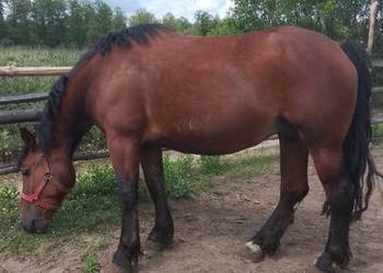 Sprzedam klacz zimnokwista zrebna