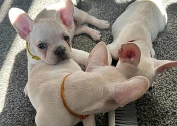 Buldog francuski gotowy na narodziny