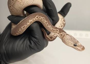 Pyton Królewski Python Regius Black Pewter Clown 0.1