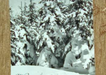 DRZEWA ZASYPANE ŚNIEGIEM - FOT. WENDOŁOWSKI