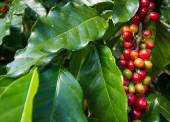 KAWA ARABSKA Coffea arabica - NASIONA 100g