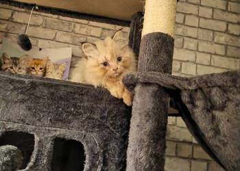 Pers Persy kot kotka