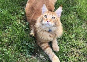 Do pilnej adopcji kocurek 3 letni