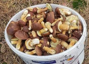 Sprzedam grzyby podgrzybki