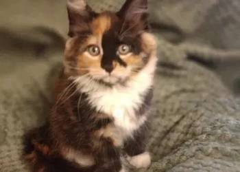Kotka Maine Coon Rodowód FPL