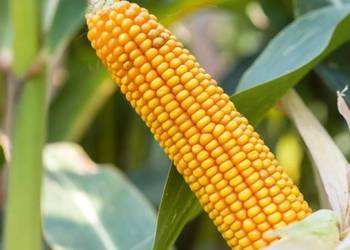 kukurydza SM Pulsar NOWOŚĆ kiszonkowy gigant