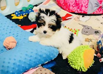 York Biewer - przepiękny Luxusowy po szczepieniach. Dla mocno wymagających.