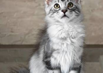 Maine Coon kotka rodowód fpl