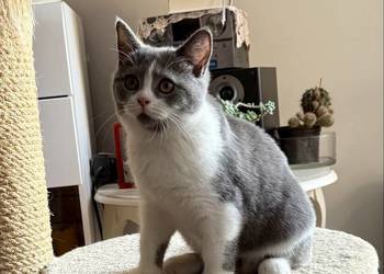 brytyjski bikolor niebieski