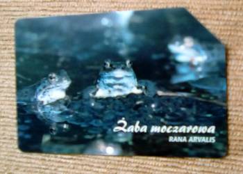 ŻABA MOCZAROWA ( RANA ARVALIS )