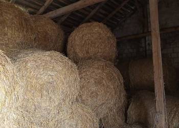 Sprzedam słomę ze stodoły