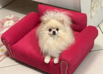 Legowisko sofa kanapa dla psa chihuahua pomeranian kot