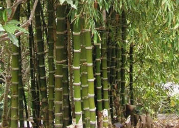BAMBUS TRZCINOWATY Bambusa arundinacea NASIONA 900 sztuk - 10g.