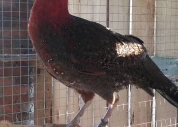 Sprzedam tegoroczne samice bażanta satyra