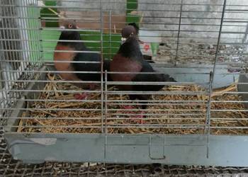 Sprzedam gołębie ozdobne