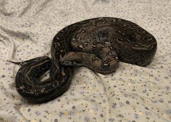 Boa constrictor | samiec