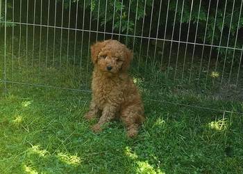 Pudel toy mały samiec apricot red rodowód