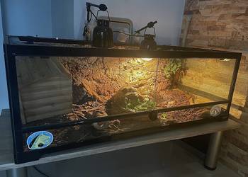 Zestaw: 2 żółwie + terrarium ReptiZoo z wyposażeniem + stolik