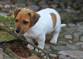 Jack Russell Terrier krótkowłosy