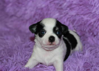 Chihuahua ZKwP FCI prawdziwy rodowód!