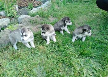 Szczeniak Husky Syberian szczeniaki Husky syberyjski