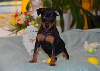 Pinczer miniaturowy szczenięta Zkwp fci