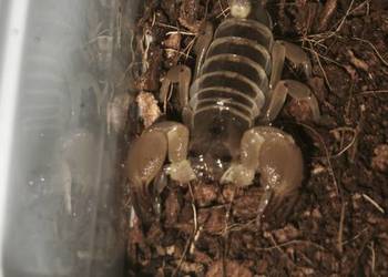 Scorpio maurus Skorpion pustynny