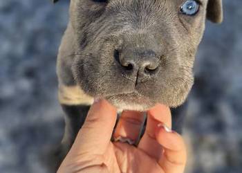 Szczenięta Cane Corso rodowodowe