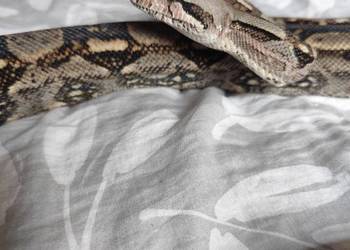 Samiec boa constrictor/imperator