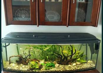 Akwarium kompletne z rybkami 330l.