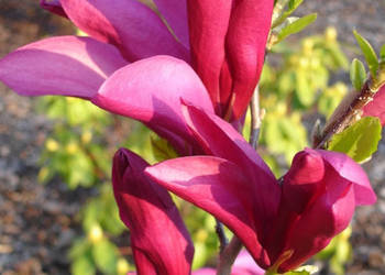 MAGNOLIA SUSAN - sadzonki w doniczkach