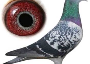 Samiec syn 4 Asa Polski