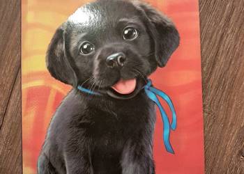 książka "Bruno tęskni za domem" Agnieszki Stelmaszyk stan bdb