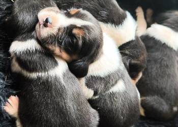 Szczenięta Beagle do rezerwacji