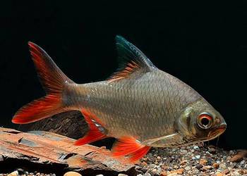 Brzanka Schwanenfelda - wielka - Barbonymus schwanefeldii