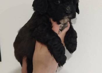 Shihpoo samiec . Shihtzu tricolor, pudel miniatura red