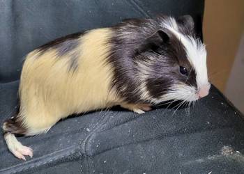 Świnka morska samiczka młodziutka