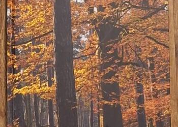 Album z okazji 75 lat Nadleśnictwa Wolsztyn