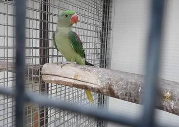 Papugi aleksandretty wielkie, obrożne i różowopierśnie