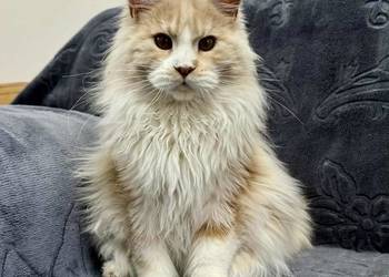 Maine Coon Kocur WCF 5 pokoleniowy rodowód