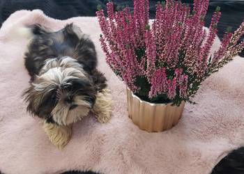 Śliczny wesoły piesek shih tzu