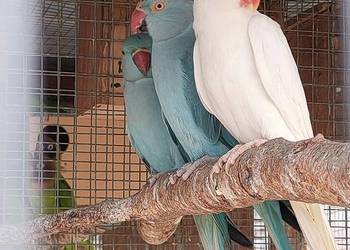 Papugi aleksandretty rozelle