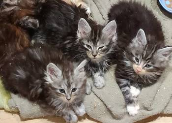 Śliczne kocięta Maine coon z rodowodem