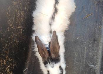 Królica młoda mieszaniec srokacza