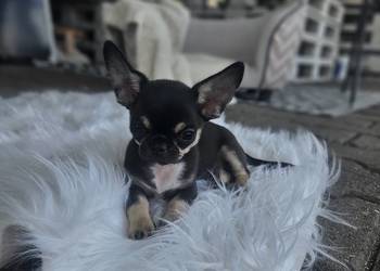 Mini dziewczynka chihuahua 11 tyg