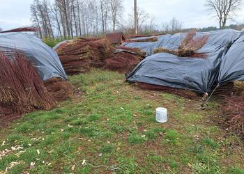 Wiklina zielona wykoszona niesortowana