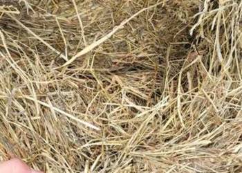 Sianokiszonka Sianokiszonka